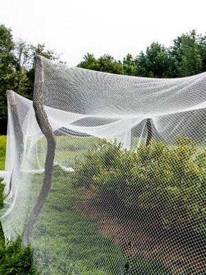 Farmland Bird Netting