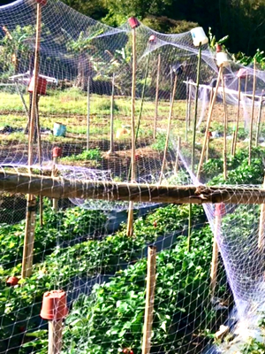 Farmland Bird Netting