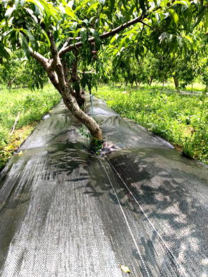 Landscape Weed Control