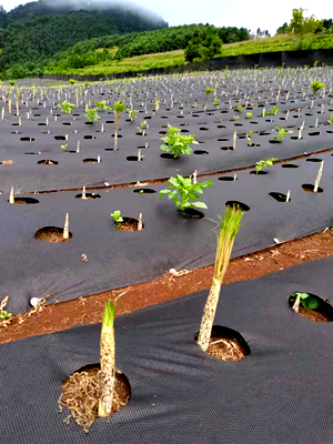  Agricultural Weed Control Fabric