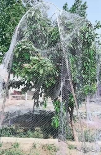  Orchard Bird Netting