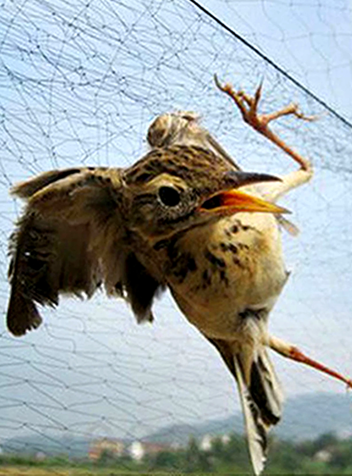 Dropshiping Bird Net Anti Bird Catcher Netting Pond Net Fishing Net Traps Crops Fruit Tree Flower Ga